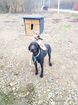 Собака Черный Поинтер 1.5 года объявление продам