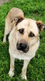 Собака в дар а добрые руки