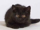 Чёрные котята, 2 месяца