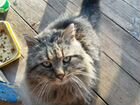 Сибирский кот 6 лет