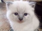 Продам сиамского котенка объявление продам