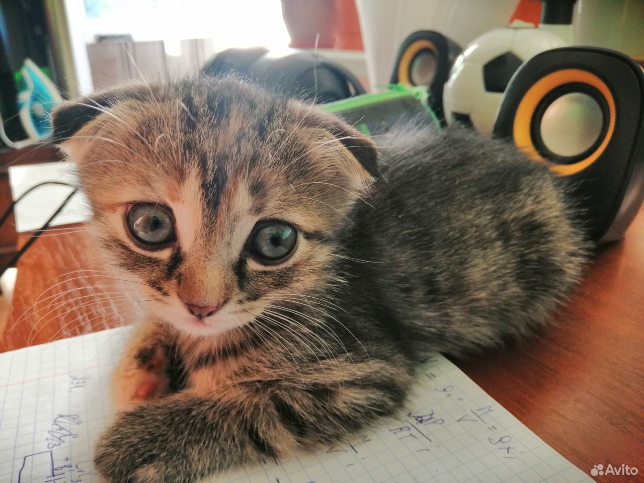 Раздам котят
