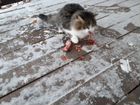 Сибирские кошки в добрые руки объявление продам