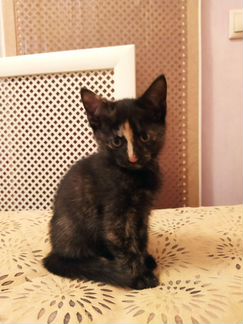 Котята от домашней кошки крысоловки в добрые руки