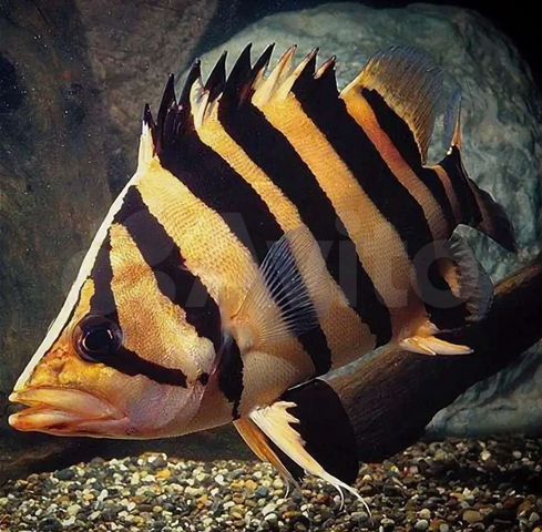 Polypterus bichir, мастацембел краснополосый