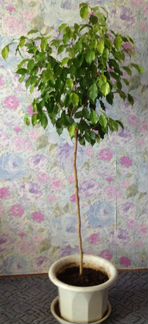 Фикус Бенджамина