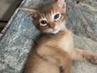 Абиссинские котята с родословной объявление продам