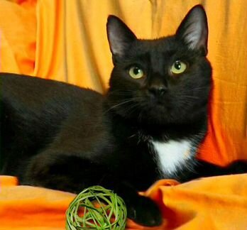 Сэр Чарли, котик в дар