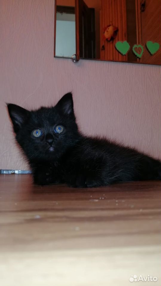 Котенок на счастье в доме. Активная девочка