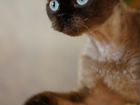 Кошка Девон-Рекс взрослая объявление продам