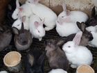 Крольчата разного возраста объявление продам