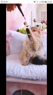 Британские кошки