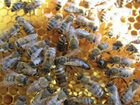 Продаются пчёлы, пчелосемьи (карпатки)