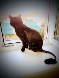 Стрижка котов и кошек+ стрижка когтей