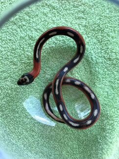 Lampropeltis Triangulum sinaloae Applegate Stripe