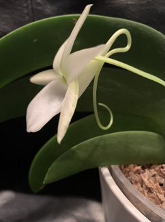 Орхидея Angraecum Leonis