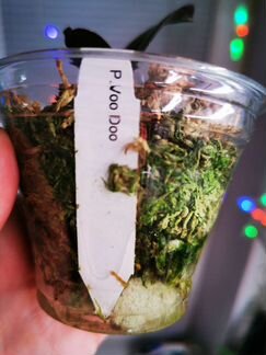 Орхидея Phal. Voo-doo