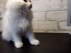 Белый пушистый котенок объявление продам