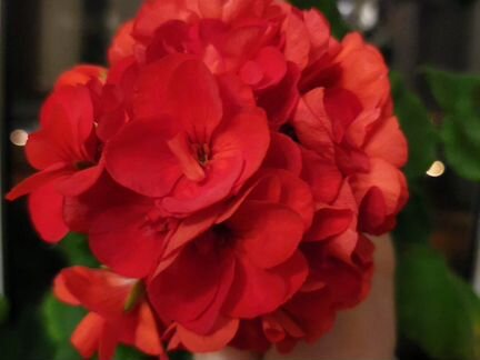 Герань махровая белая, красная