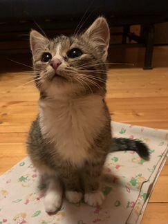 Котёнок
