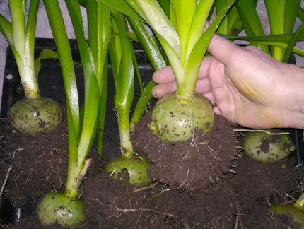 Индийский лук. Взрослые растения