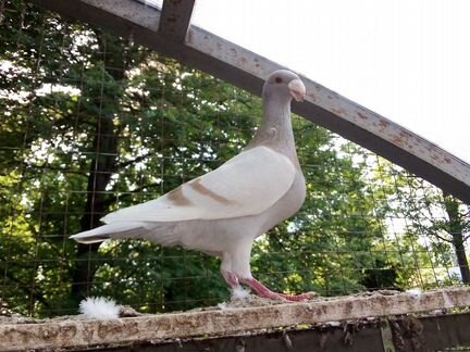 Голуби. Немецкие выставочные