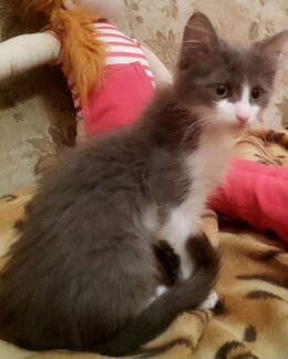 Беспородные