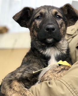 Щенок в добрые руки