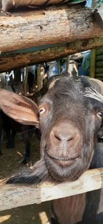 Продаются молочные козы И козочки дающие от 1,5 до - фотография № 6
