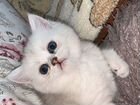 Британский кот вязка объявление продам