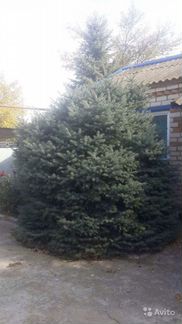 Ель голубая 5м