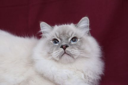 Котик Рэгдолл