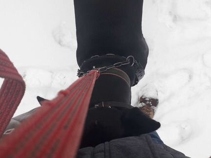 Доберман бесплатно