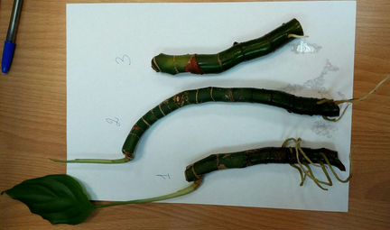 Диффенбахия