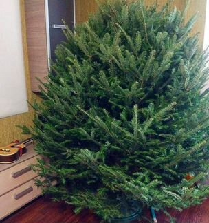 Живая новогодняя ель