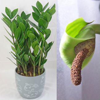 Замиокулькас -долларовое дерево 30,40,60,90 см