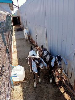 Англо - нубийские козы, телята - фотография № 3