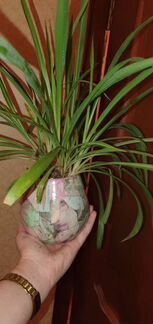 Хлорофитум