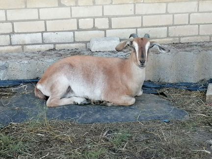 Нубийская коза - фотография № 1
