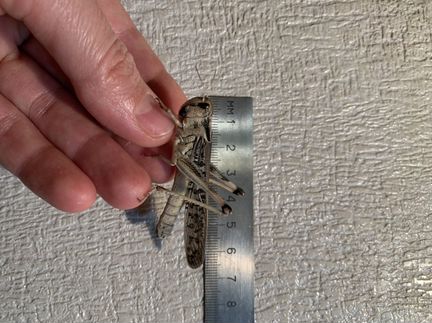 Саранча перелетная (Locusta migratoria)