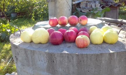 Черенки для прививки и саженцы плодовых деревьев