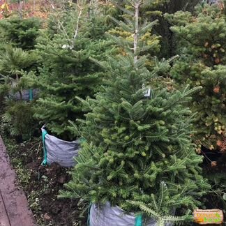 Ель сербская 1-1,2м