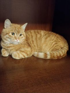 Котенок ищет дом