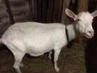Зааненские козы дойные объявление продам