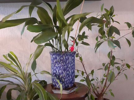 Бенджамина фикус, пальма, китайская роза и др