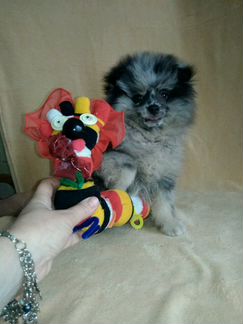 Супер пупсы