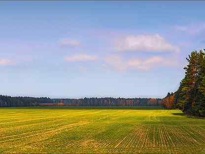 Sort field. Поле лес. Поле лес небо. Поле с лесом. Агрометеорология.