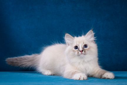 Невские Маскарадные котята