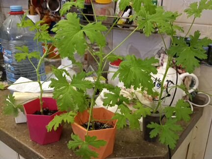 Герань душистая лимонная