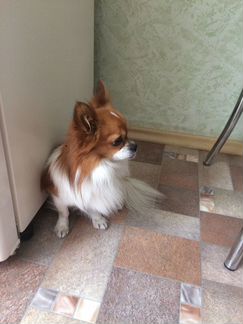 Вязка собак